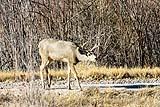 Mule Deer BdA Dec 2022